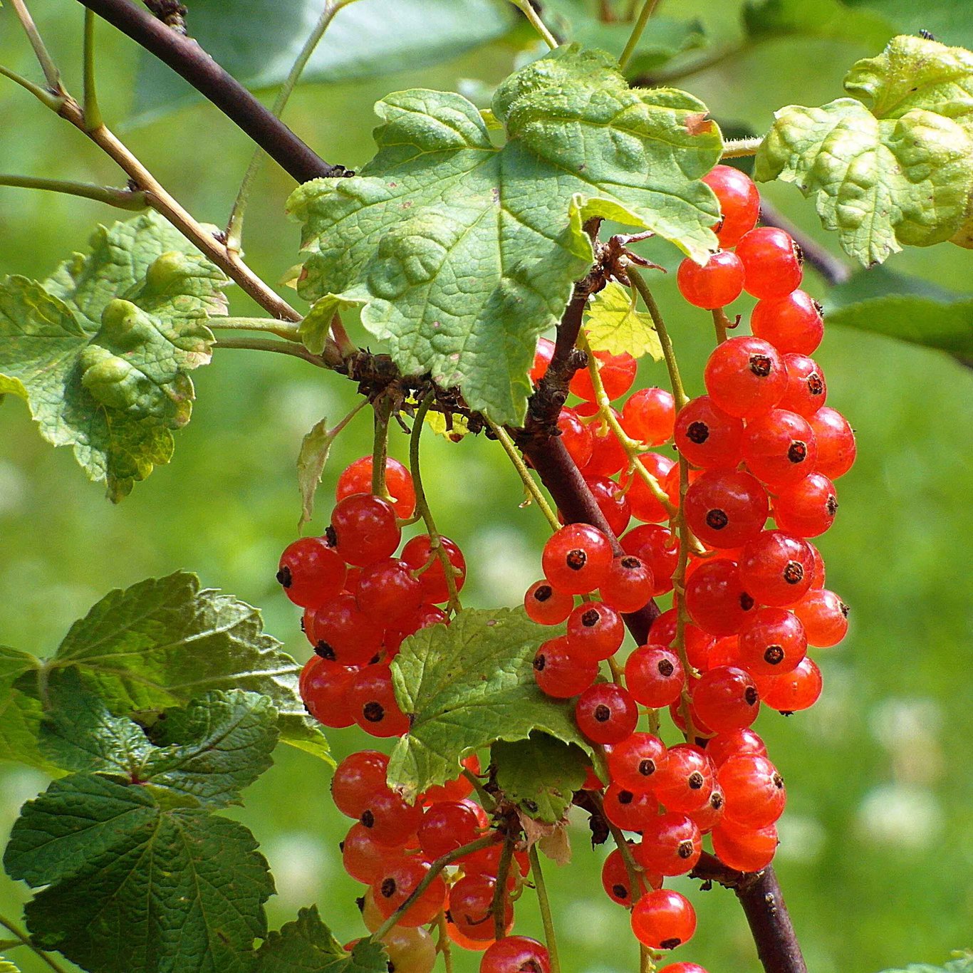 Röda vinbär – Ribes rubrum 'Rovada' - C3 40-60 CM